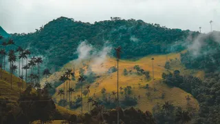 Eje Cafetero: Dónde Queda y Qué Hacer en la Tierra del Café Colombiano